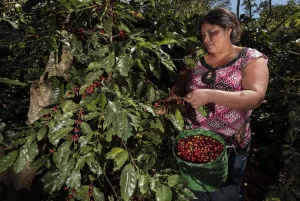 Honduran Coffee harvest