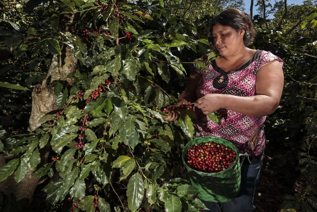 Honduran Coffee harvest