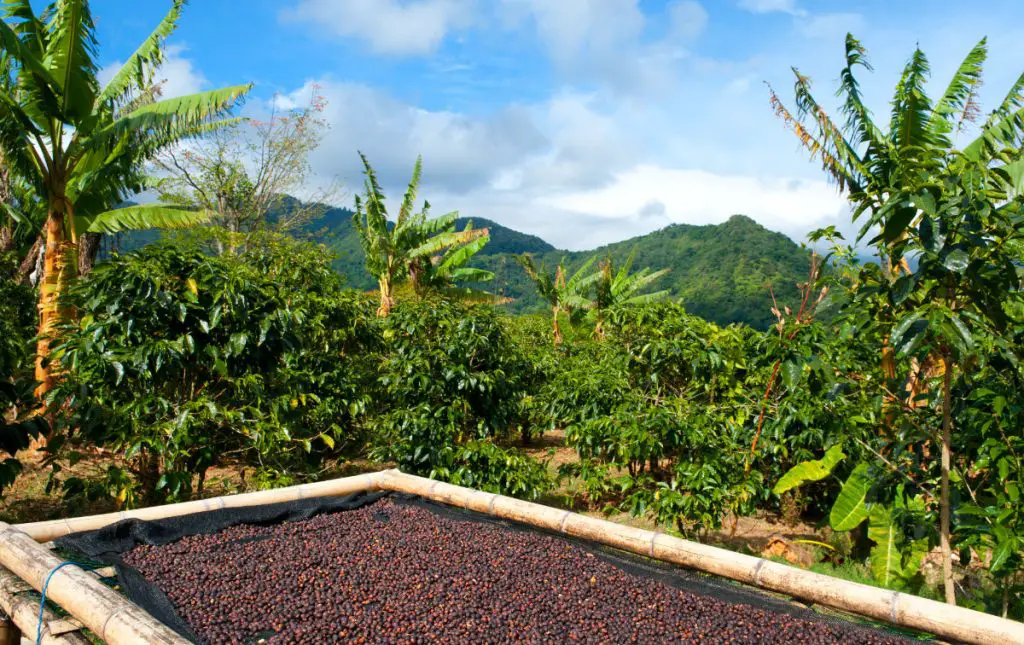Panama Geisha coffee post harvest