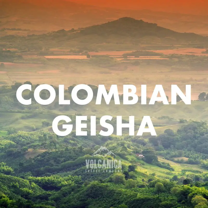 colombia geisha coffee
