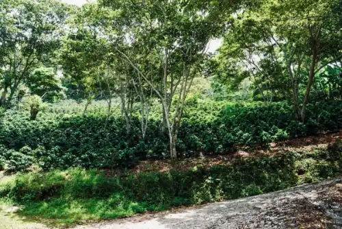 shade-grown coffee plantation