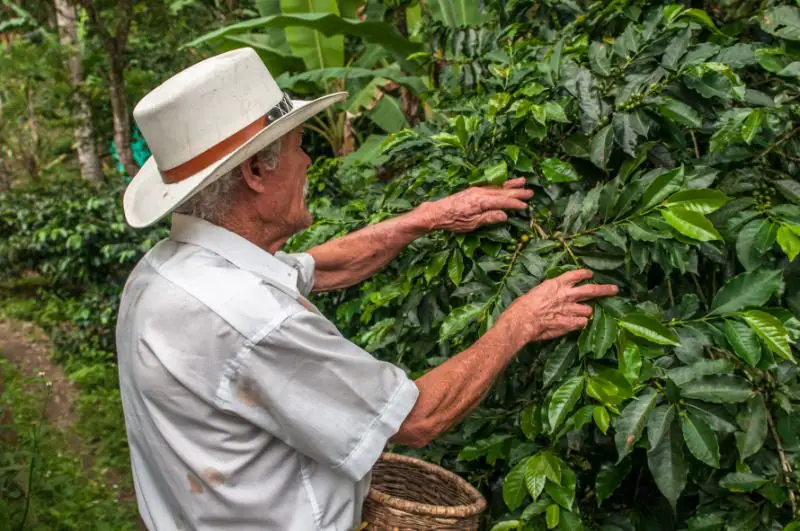 single origin coffee farmer